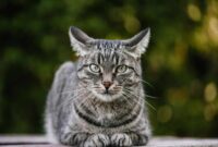 Cat Mesra Roo: Eksklusif dengan Pemantul Mikro yang Bersinar pada Roo Vision